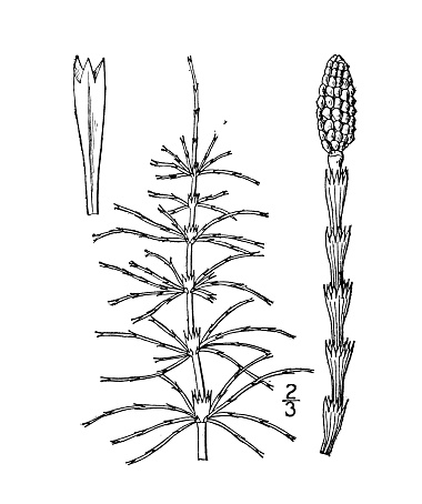 Antique botany plant illustration: Equisetum pratense, Thicket Horsetail