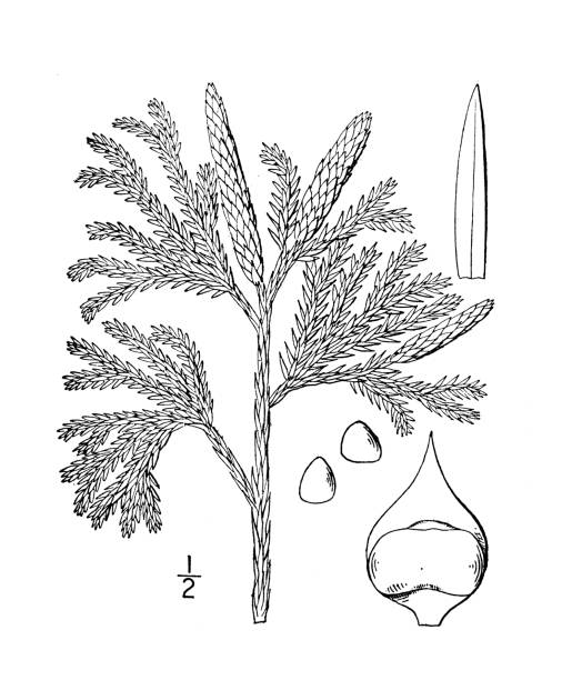 Antique botany plant illustration: Lycopodium obscurum, Ground pine Antique botany plant illustration: Lycopodium obscurum, Ground pine lycopodiaceae stock illustrations
