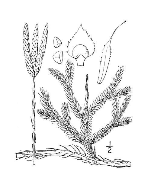 Antique botany plant illustration: Lycopodium clavatum, Running pine Antique botany plant illustration: Lycopodium clavatum, Running pine lycopodiaceae stock illustrations
