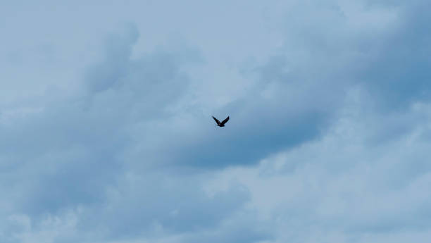 istock Silhouette falcon or eagle flying under the bright sun and cloudy sky. Hawk in sky. Space for text. Freedom concepts. 1392965088