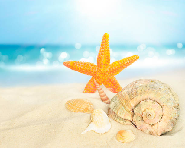 starfish and shells on the sandy shore against the background of the sea
