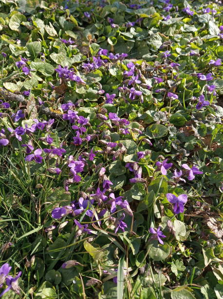 istock Violet in the wild. Wild plants. Natural background. 1392965583