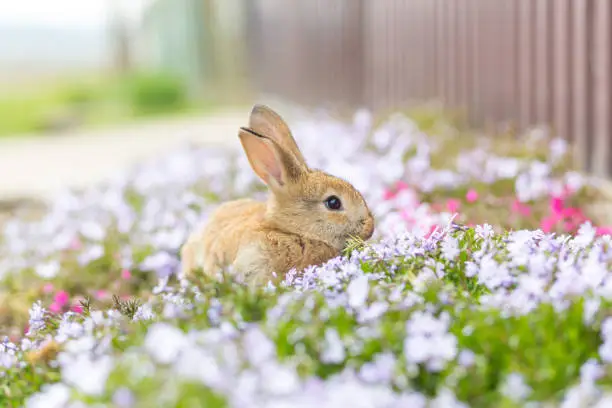 Cute domestic red rabbit on green grass sitting among white flowers close up photo