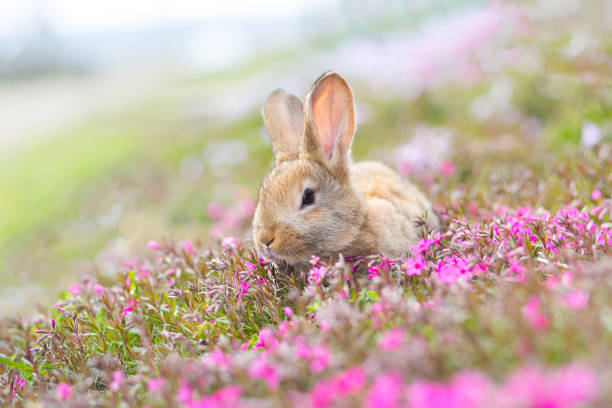 분홍색 꽃과 함께 푸른 풀밭에 앉아있는 붉은 머리 애완 동물 토끼, 애완 동물의 클로즈업 사진 - 토끼 새끼 뉴스 사진 이미지