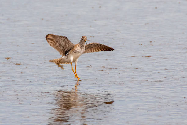istock Greater yellowlegs in flight 1392971056