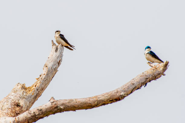 istock Pair of tree swallows perched on tree branch 1392971600