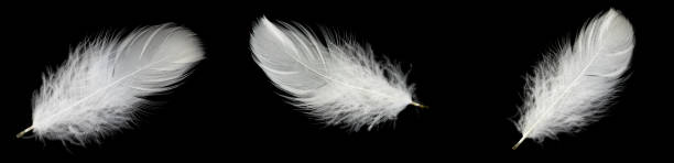 istock white feather of a goose on a black background 1392971828