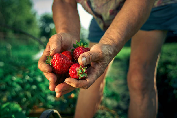 Harvesting fresh ripe organic strawberries