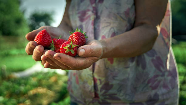 istock A handful fresh strawberries in woman hands. 1392973039
