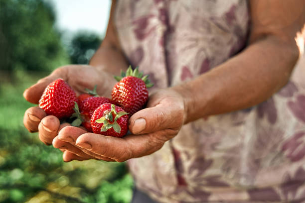 istock A handful fresh strawberries in woman hands. 1392973050