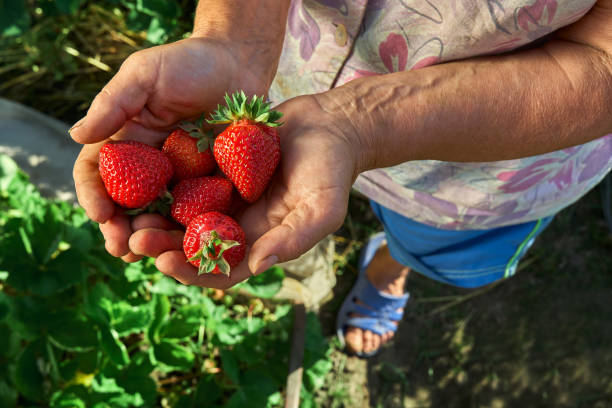 istock A handful fresh strawberries in woman hands. 1392973052