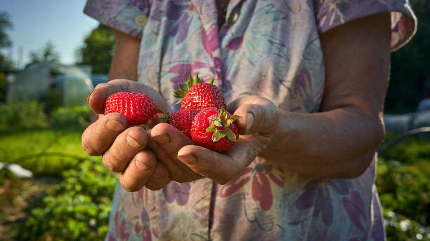 istock A handful fresh strawberries in woman hands. 1392973066