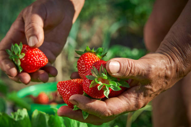 istock Harvesting fresh ripe organic strawberries 1392973069