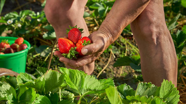 istock Harvesting fresh ripe organic strawberries 1392973078