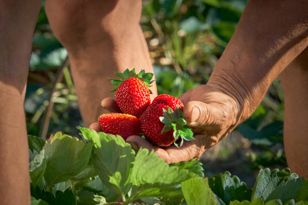 istock Harvesting fresh ripe organic strawberries 1392973079