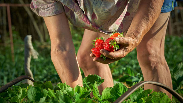 istock Harvesting fresh ripe organic strawberries 1392973087