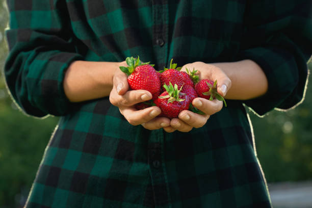 istock Fresh strawberries in woman hands. 1392973096