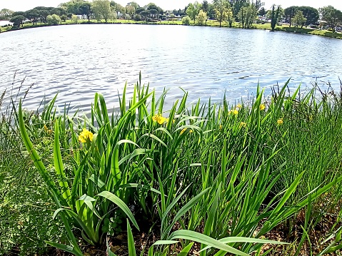 Photograph of a shoreline plants at the water's edge of a lake
