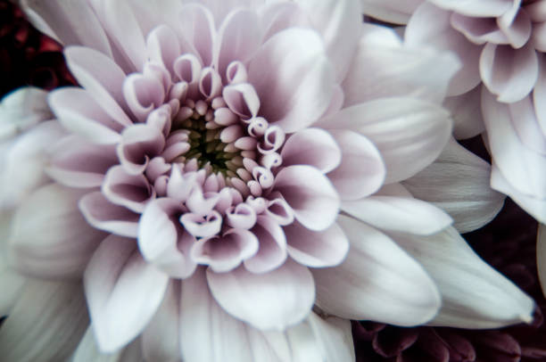 Close up of beautiful white flowers. Copy space.
