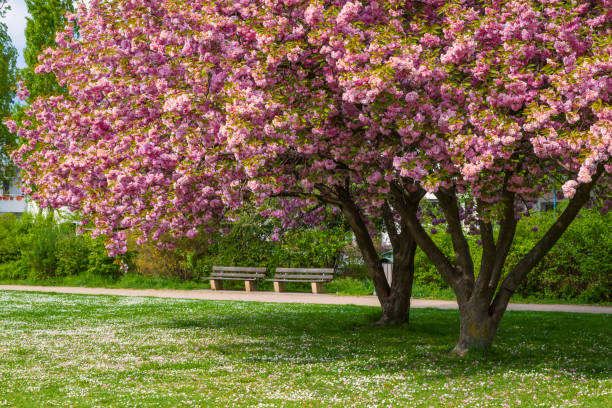 istock Blossoming sakura trees in Wiesbaden/Germany 1392974118