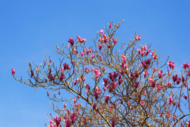istock Springtime. Branches and pink flowers of magnolia tree (Magnolia soulangeana) 1392975070