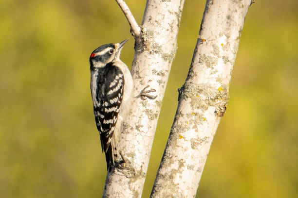 pájaro carpintero peludo macho en busca de comida en una mañana de primavera temprana - picoides villosus fotografías e imágenes de stock