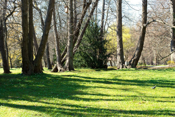 istock Park with green grass and trees. 1392977197