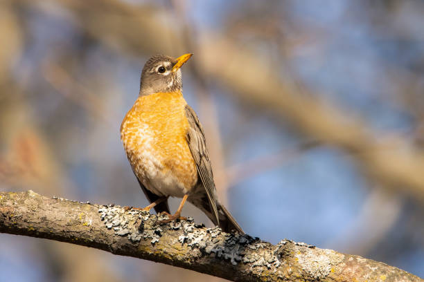 istock American robin perched on a tree on a spring early morning 1392977203