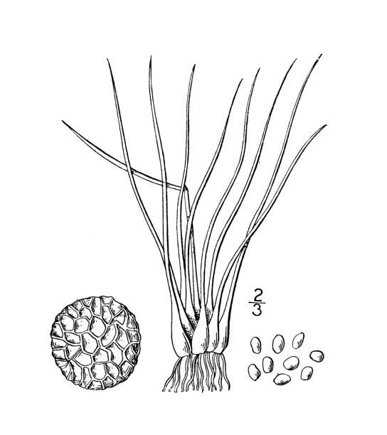illustrazioni stock, clip art, cartoni animati e icone di tendenza di illustrazione di piante botaniche antiche: isoetes tuckermani, quillwort di tuckerman - tuckerman
