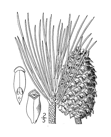 Antique botany plant illustration: Pinus ponderosa, Western Yellow Pine