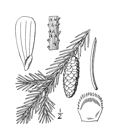 Antique botany plant illustration: Picea canadensis, White Spruce