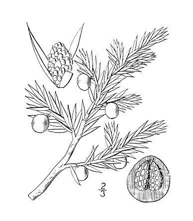 Antique botany plant illustration: Juniperus nana, Low Juniper