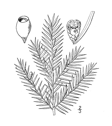 Antique botany plant illustration: Taxus Minor, American Yew, Ground Hemlock
