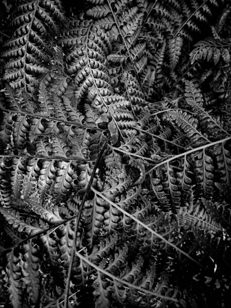 istock black and white floral background for decoration 1392978429