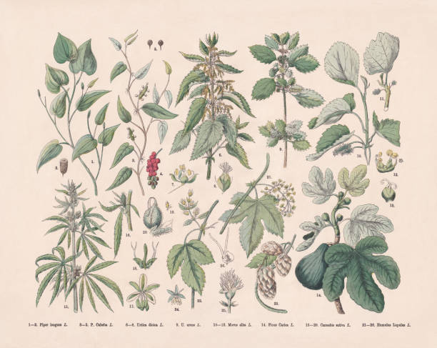 kuvapankkikuvitukset aiheesta lehtipuut, rosidit ja magnoidit, käsinväriset puukaiverrus, julkaistu 1887 - pepper plant