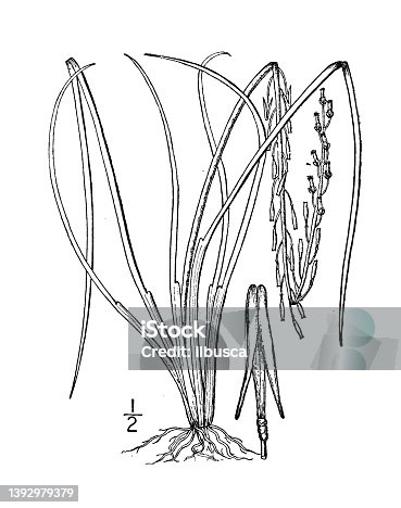 istock Antique botany plant illustration: Triglochin palustris, Marsh arrow grass 1392979379