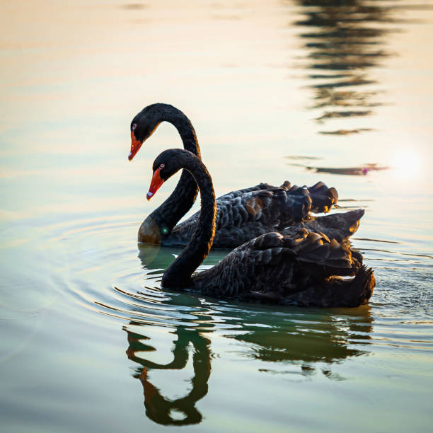 istock Two black swans swimming in a pond 1392979657