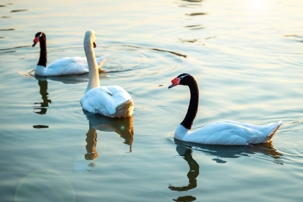 istock swans and Black-necked swans 1392979660