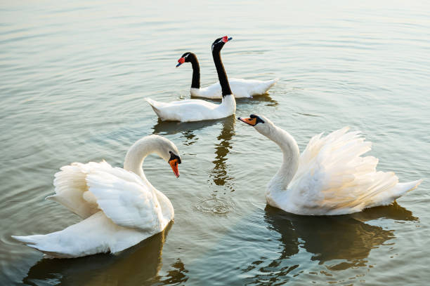 istock swans and Black-necked swans 1392979684