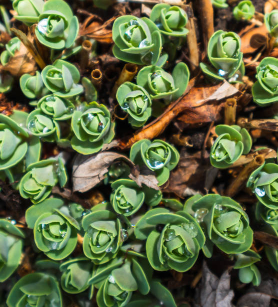 Raindrops on sedum plant viewed from directly above