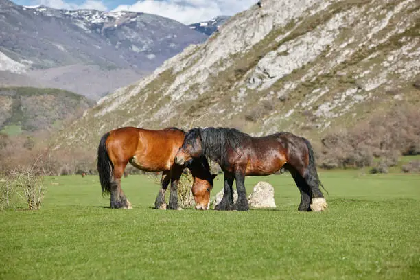 Horses in a green valley. Castilla y Leon landscape. Spain