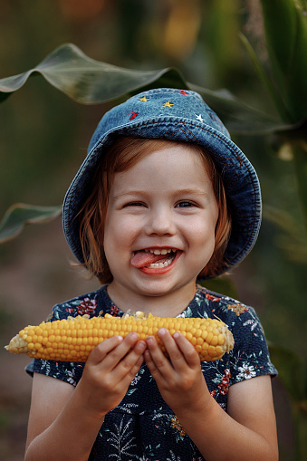 Happy preschool girl holding an ear of corn on a farm in a field, outdoors. Funny child having fun farming and gardening. Harvest, Thanksgiving.