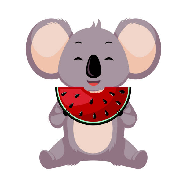 白い背景に隔離されたスイカを食べるかわいいコアラ。食べ物を持つ漫画のキャラクター。 - koala sign australian culture animal点のイラスト素材／クリップアート素材／マンガ素材／アイコン素材