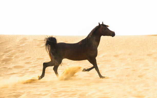 istock Arabian stallion galloping on the sand in the desert 1392981973