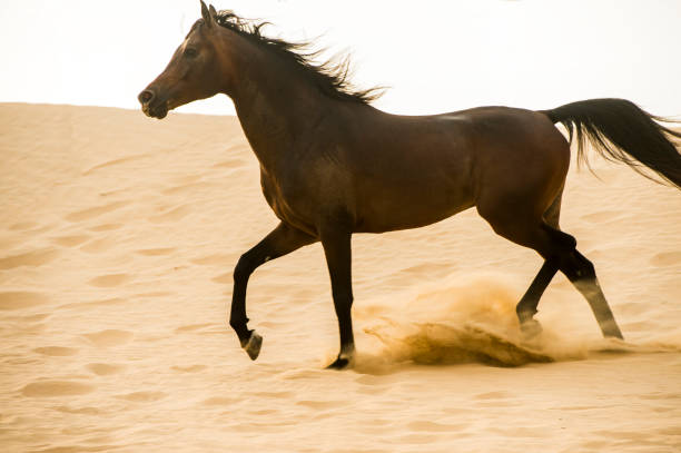 istock Arabian stallion galloping on the sand in the desert 1392981975