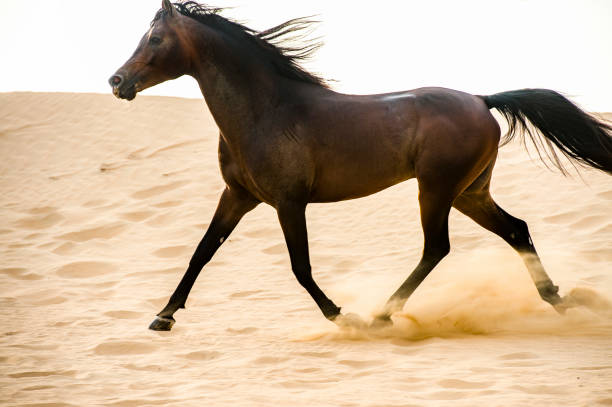 istock Arabian stallion galloping on the sand in the desert 1392981976