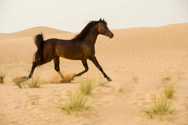 istock Arabian stallion galloping on the sand in the desert 1392981978