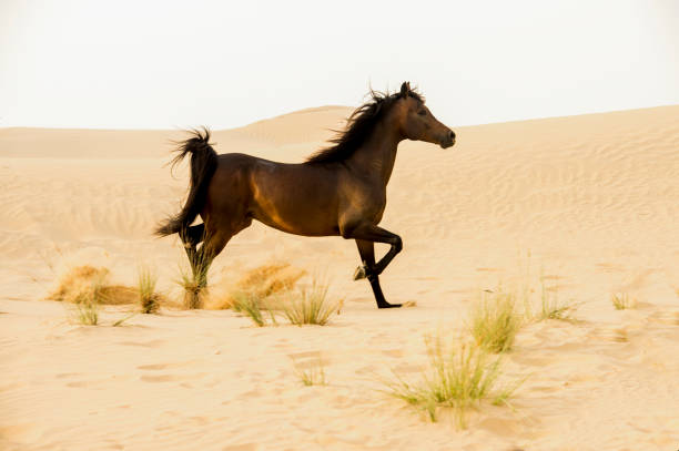 istock Arabian stallion galloping on the sand in the desert 1392981980