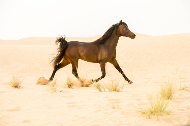 istock Arabian stallion galloping on the sand in the desert 1392981981
