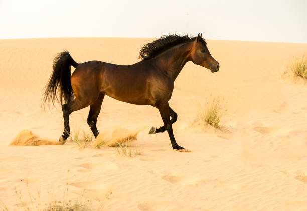 istock Arabian stallion galloping on the sand in the desert 1392981983